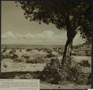 Hillside view over a bay from Soli, with a large tree in the foreground, low hills across the water and clouds above