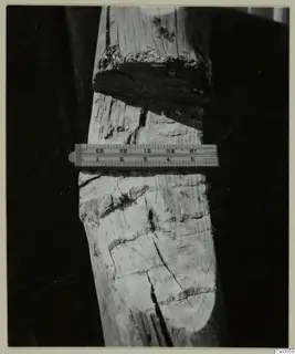 Weathered ancient mine timber with a folding ruler laid across it.