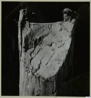 Close view of a broken, weathered piece of wood with split surfaces and a tuft of fibres on top