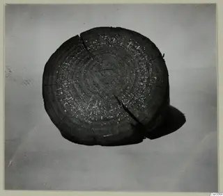 Polished cross section of wood with flecks of metallic copper showing in its growth rings.