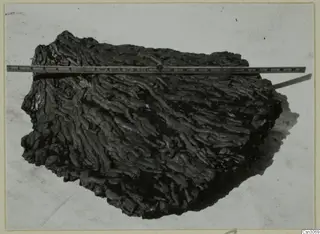 Dark, ridged lump of material lying across a metal ruler on a pale background, photographed from above