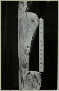 Detail of an ancient wooden ladder piece with a notch, photographed beside a ruler for scale.
