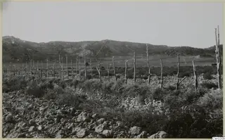 Row of bare wooden stakes and stony scrubland at Gallinoporni, with a hill rising behind