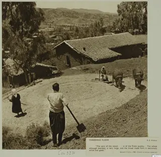 Threshing floor with a woman on a sledge pulled by two oxen, a man with a shovel, and a second woman walking nearby