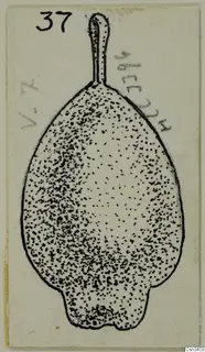 Field drawing of a gold pendant with a loop at the top, its body shaded with dense stippling.