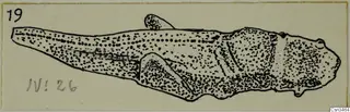 Drawing of a small stippled, elongated object with a tapering tail and rounded head, on a pale card