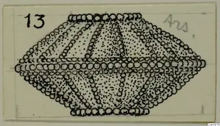 Pen drawing of a gold object from Arsos: a diamond-shaped piece with rows of small rings and dotted fields.