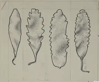 Ink drawing of four leaf-shaped jewellery pieces with stalk-like tails, three with notched edges
