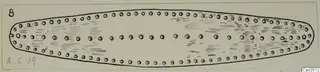 Field drawing of an elongated gold ornament with rows of small dots, from Amathus