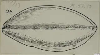 Ink drawing of an elongated, shell-shaped object with a small hole near each end, with handwritten labels
