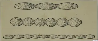 Drawing of three segmented gold jewellery fragments from Vouni