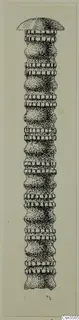 Stippled drawing of a long pin with a domed head and a ribbed, swelling shaft