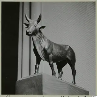 Bronze figure of a standing bull on a wooden plinth