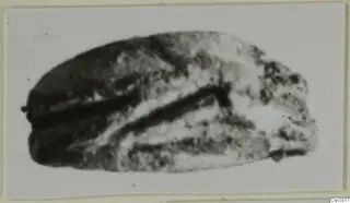 Blurred photograph of a small oval seal or scarab with dark incised grooves, from Ayia Irini