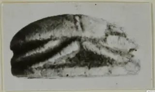 Blurred photograph of a dark stone scarab seal in side view, on a pale card