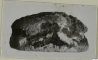 Blurred photograph of a small stone scarab-type seal, dark and pale mottled, mounted on a card