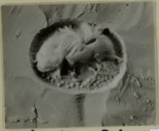 Close-up of a round seal or gem with a carved design in low relief, on a grainy pale surface