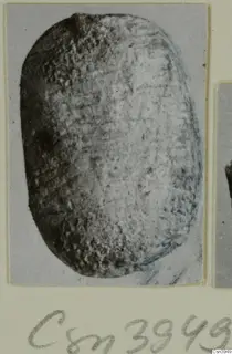Oval object, possibly a scarab, shown in a close photograph mounted on a card