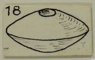 Line drawing of a lens-shaped object with a raised oval boss on top, on a card with a number label