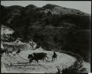 Threshing on a hillside threshing floor, with oxen walking in a circle and two men seated on chairs.