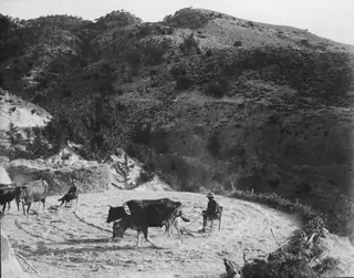 Oxen yoked together circling a threshing floor on a hillside, with two seated men, one holding the reins.