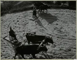 Oxen pulling threshing sledges with two seated men across a threshing floor at Mandres