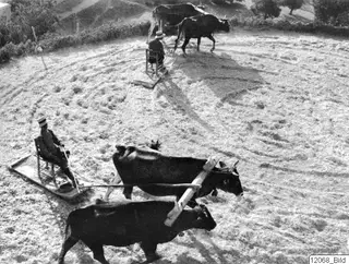 Oxen pulling threshing sledges, with two men seated on chairs driving them over a threshing floor at Mandres.