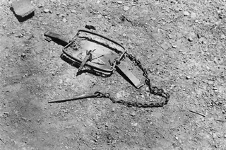 Animal trap, called pagida in Greek, lying on stony ground with its chain stretched out