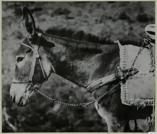 Donkey in profile wearing a rope bridle, chain and pack saddle