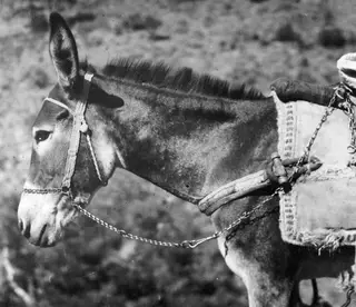 Side view of a donkey in a chain bridle and a padded pack saddle with chain harness.