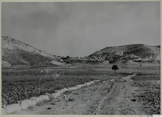 Landscape at Galinoporni on the Karpas peninsula, with a village on a hillside and a lone tree in the fields