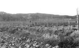 Rows of bare wooden stakes in scrubby ground at Galinoporni, with low hills behind