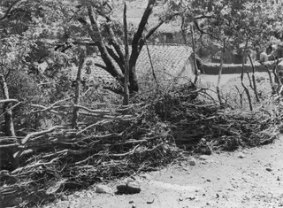Heap of cut brushwood beside a dirt road, with trees and tiled-roof buildings behind, Lazania