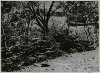 Fence of cut branches beside a dirt track at Lazania, with trees and a tiled-roof building behind