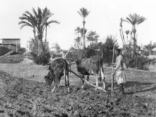 Farmer ploughing a field with two oxen, with palm trees and a low building behind