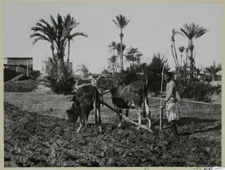 Farmer ploughing a field with a pair of oxen, palm trees and a low building behind