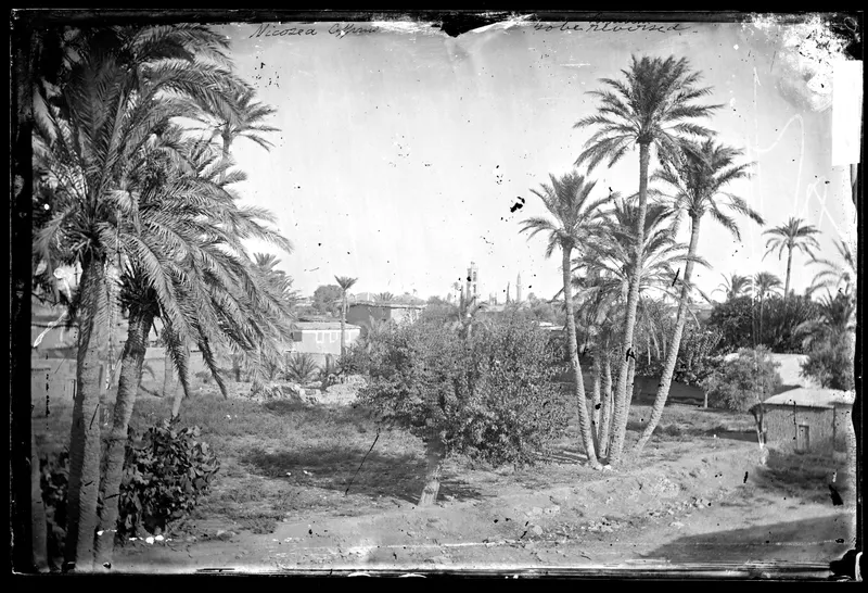 Tall palm trees frame a dusty open ground with low houses and minarets in the distance, Nicosia.