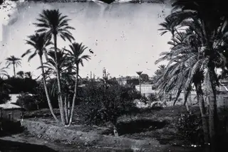 Nicosia: palm trees, with minarets beyond, 1981 contact print