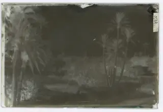 Nicosia: palm trees, with minarets beyond, The glass negative