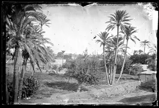 Nicosia: palm trees, with minarets beyond