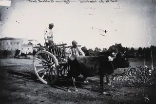 A bullock cart, 1981 contact print