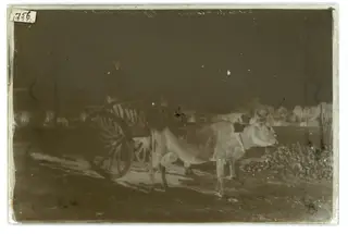 A bullock cart, The glass negative