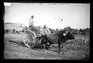 A bullock cart
