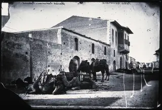 Camels resting in a street, 1981 contact print