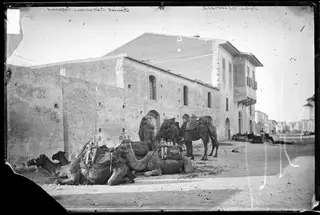 Camels resting in a street