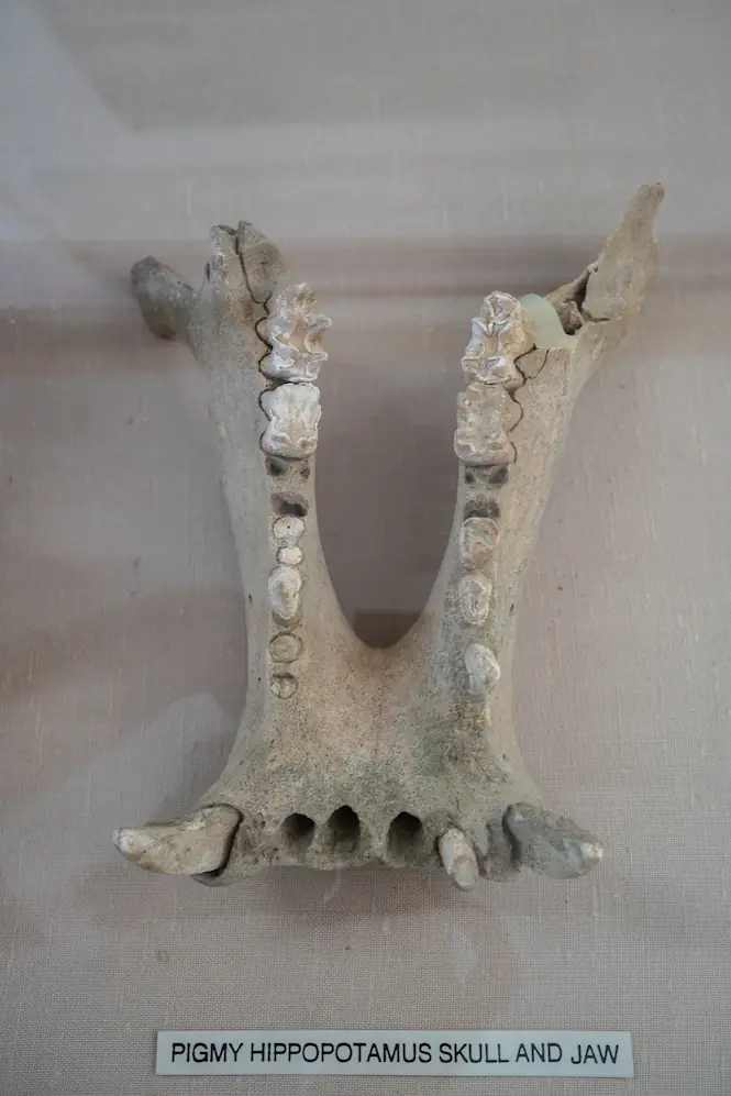 Figure 3. Lower Pygmy Hippo Jaw