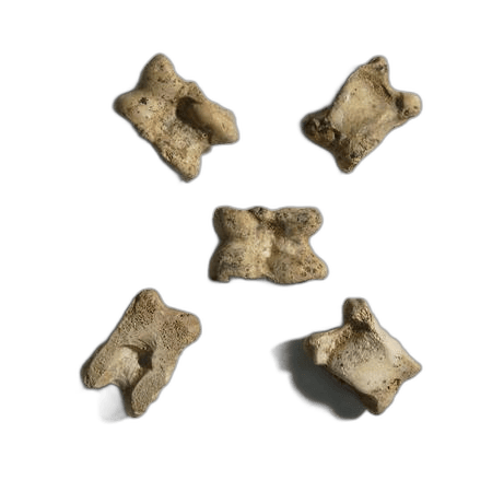 Knucklebone Gaming Piece, Archaic II Cypriot tool