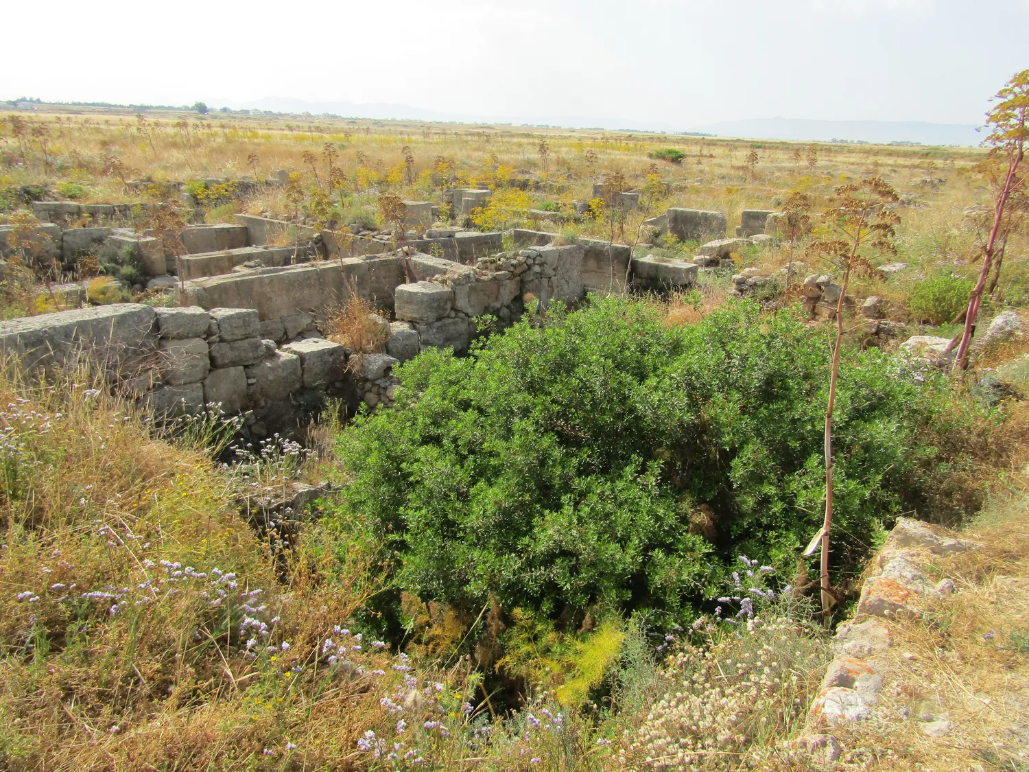 Enkomi in 2019: walls of dressed blocks and rubble run across the plain, with dry grass and a large bush growing in the space between them. Most of what stands belongs to the town's last phases. Photo: O. Mustafin, CC0.