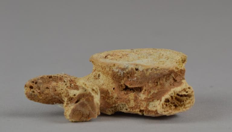 Human Remains: Skeletal, Geometric II Cypriot jar
