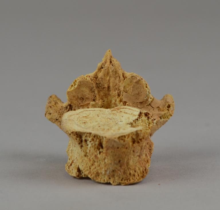 Human Remains: Skeletal, Geometric II Cypriot jar